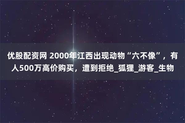 优股配资网 2000年江西出现动物“六不像”，有人500万高价购买，遭到拒绝_狐狸_游客_生物